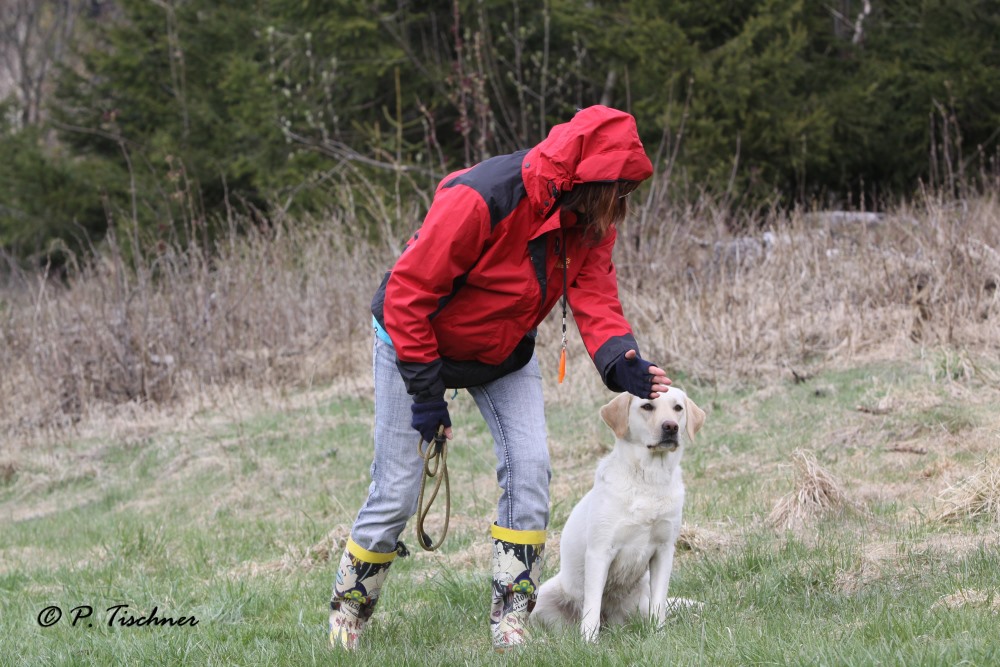 Dog Coaching Susan Weber Lugau Werdegang 5